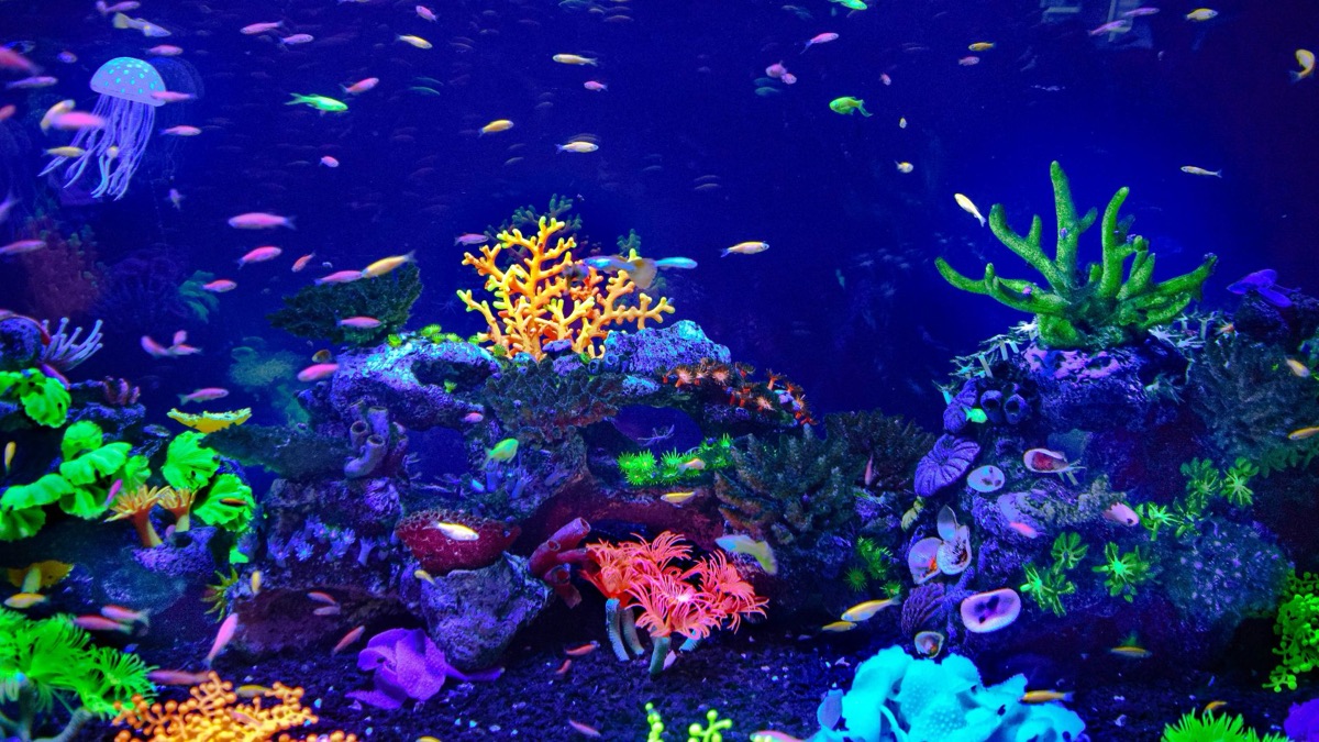 5 Reasons You Should Stop Going To Aquariums