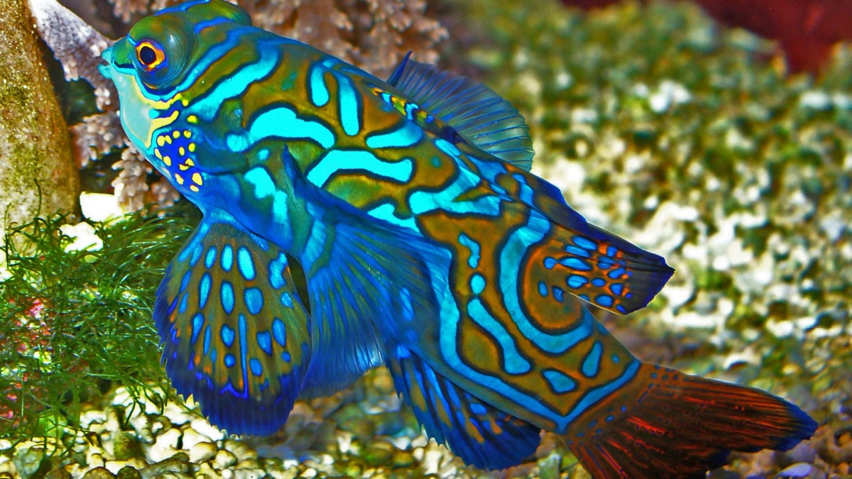 The 5 Most Colorful Oceanic Creatures