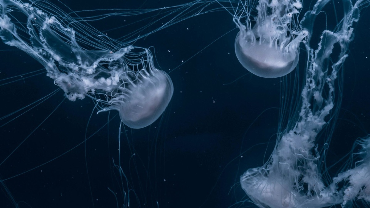 5 Different Species Of Jellyfish That Captivate Divers