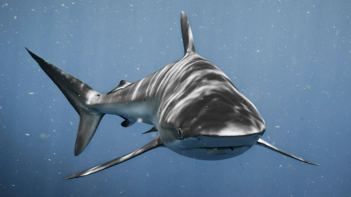 5 Reasons You Should Stop Fearing Sharks