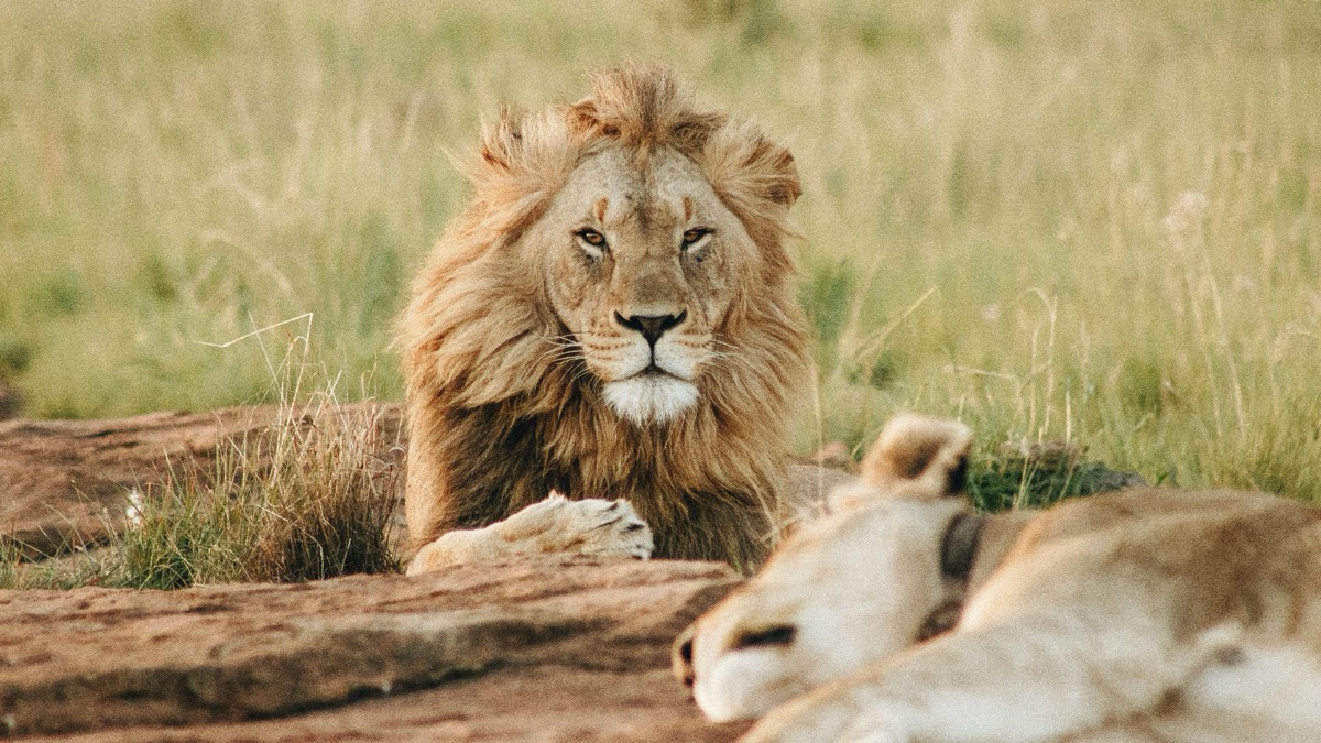 5 Reasons You Should Go To A Safari