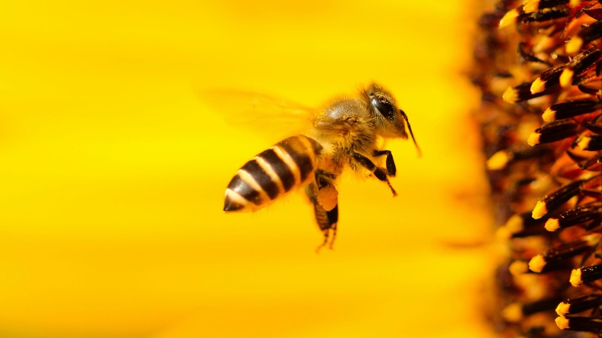 5 Animals You'll See More Often With Spring Around The Corner