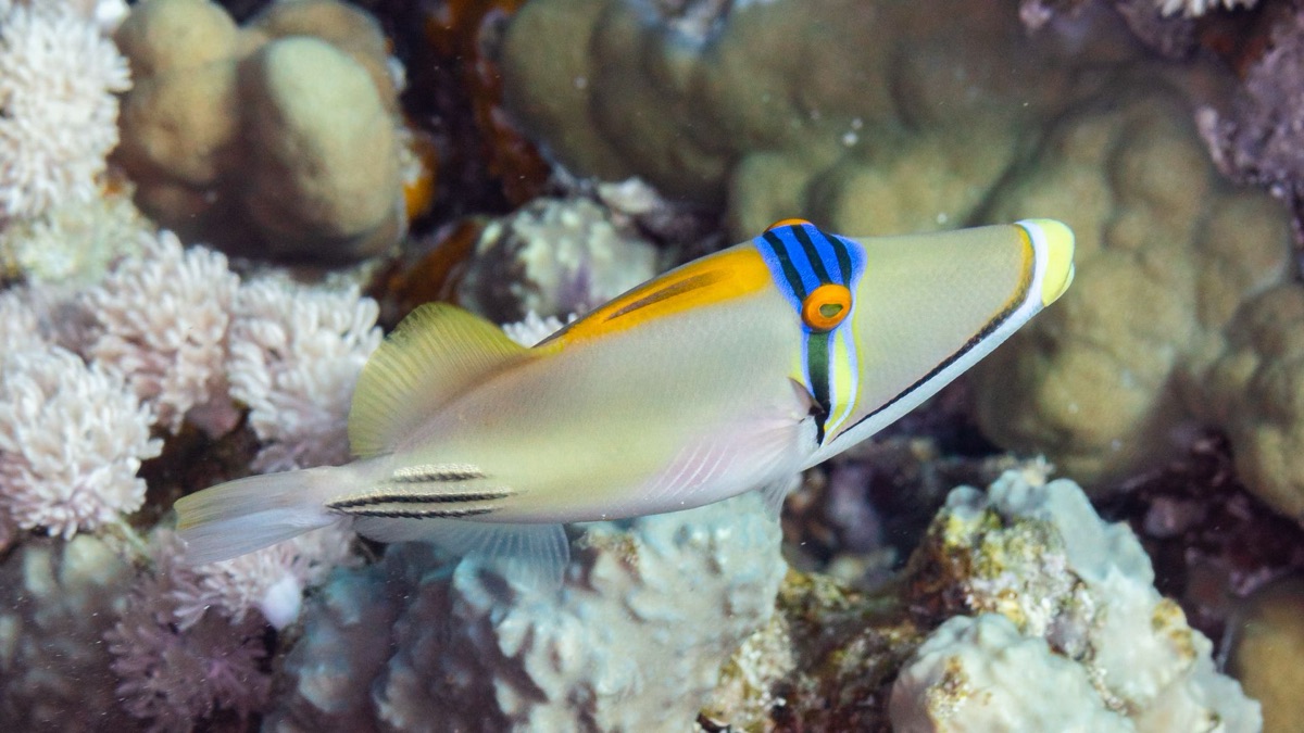 The 5 Most Colorful Oceanic Creatures