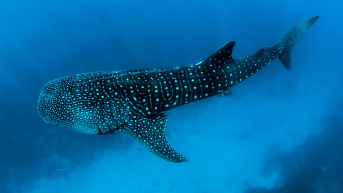 5 Reasons You Should Stop Fearing Sharks