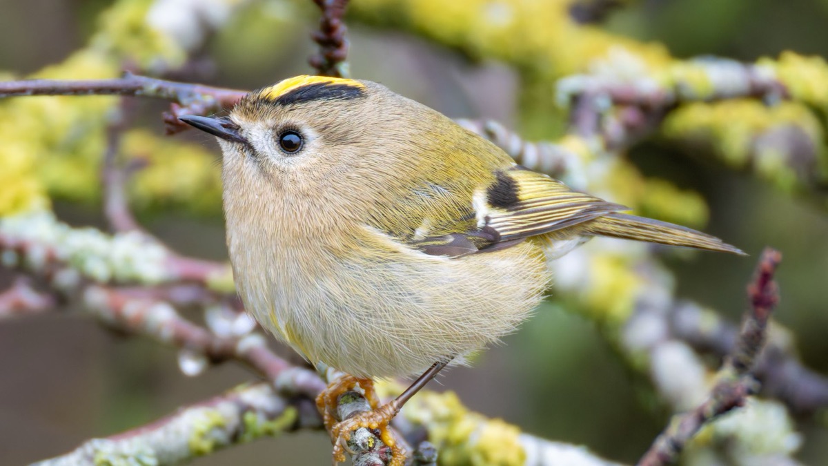 The 5 Smallest Birds You Could Ever Hope To See