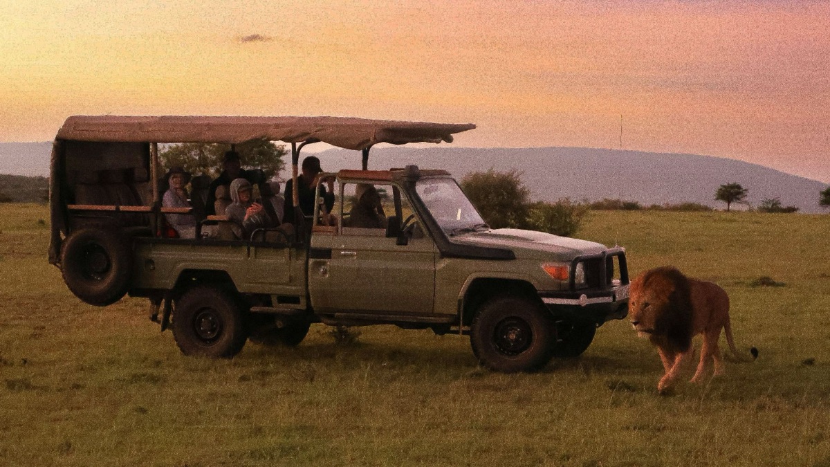 5 Reasons You Should Go To A Safari