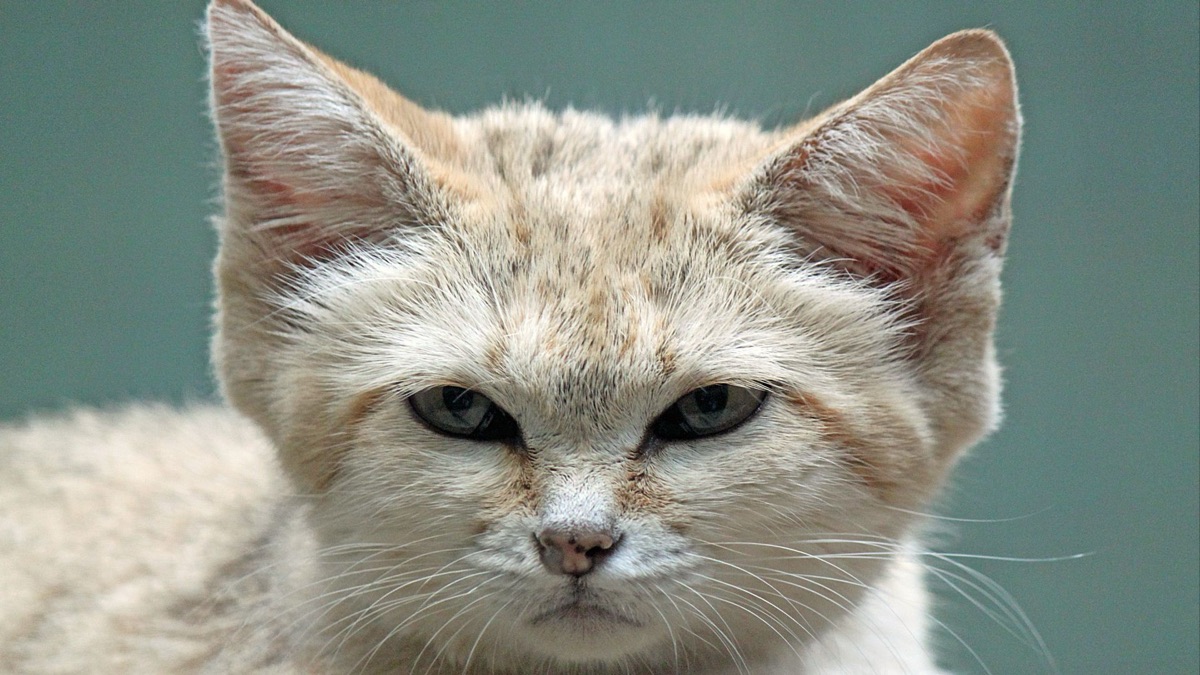 5 Animals That Can Survive In The Desert