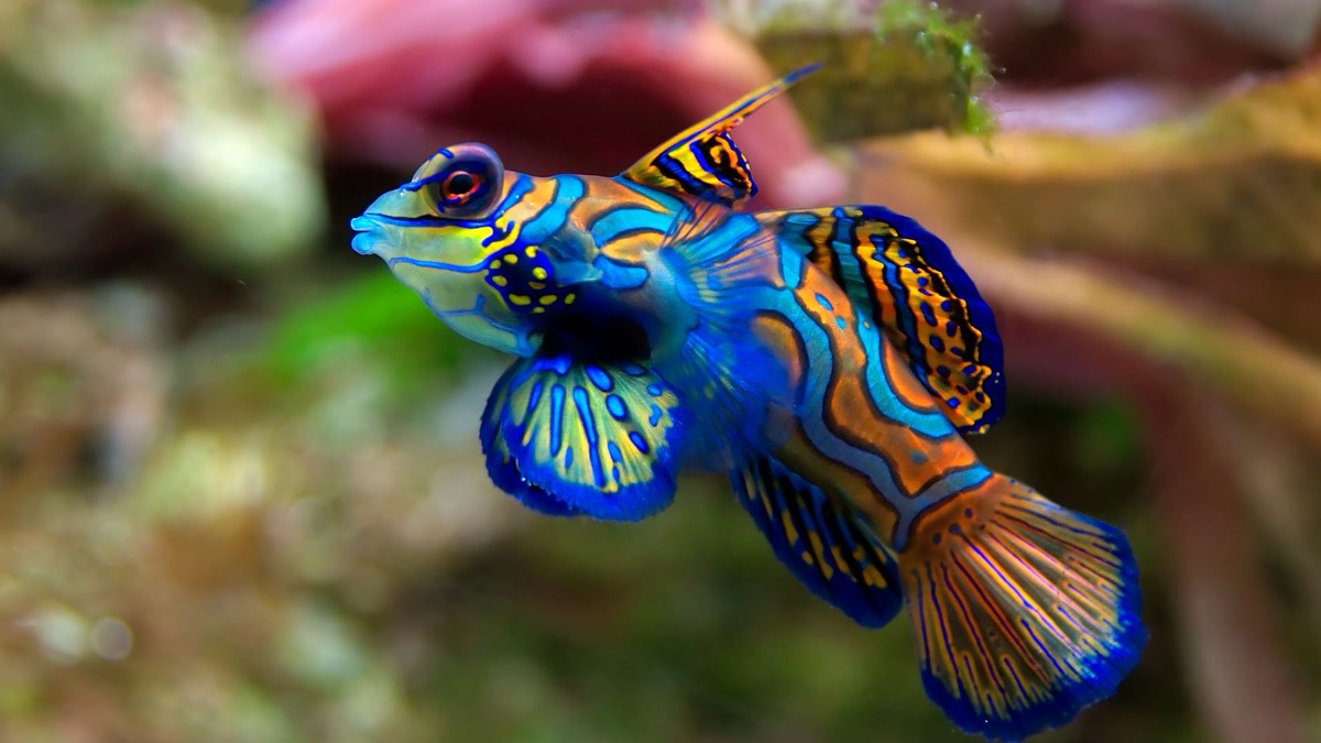 The 5 Most Colorful Oceanic Creatures