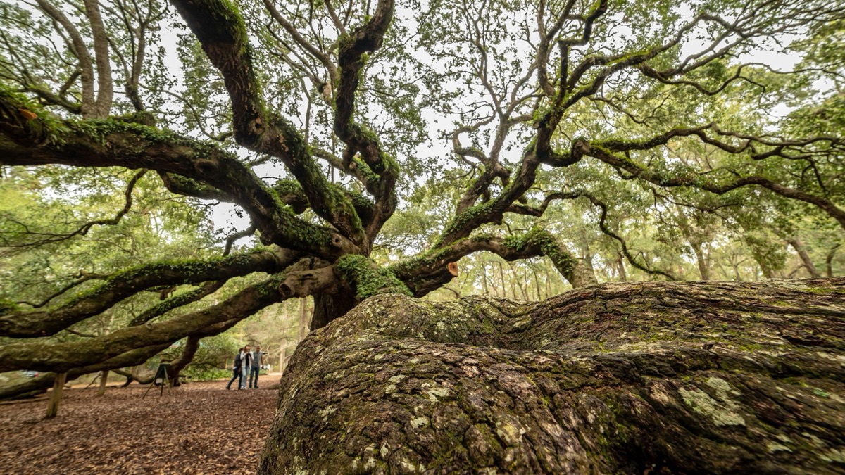 5 Beautiful Trees You Might See In Your Local Park
