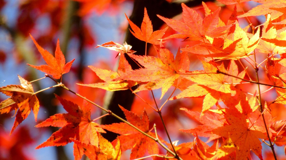 The 5 Most Beautiful Leaves To Add To Your Autumn Collection