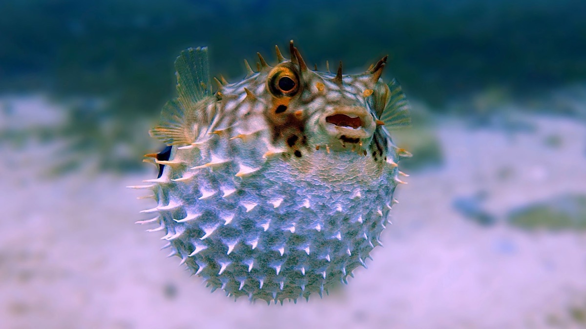 5 Hilarious Mating Rituals In The Animal Kingdom