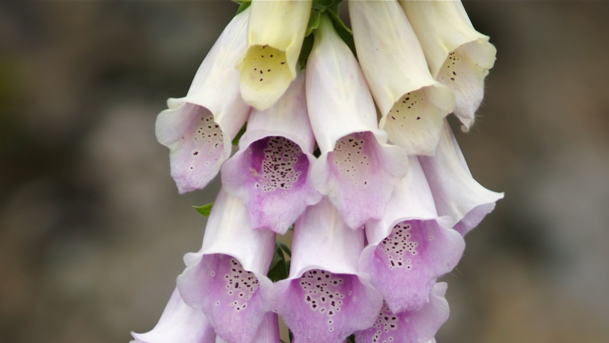 5 Poisonous Plants To Watch Out For