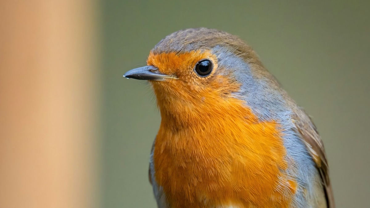 5 Animals You'll See More Often With Spring Around The Corner