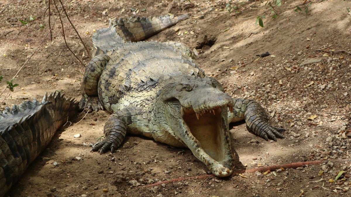 The 5 Scariest Creatures You’ll Only Find In Australia