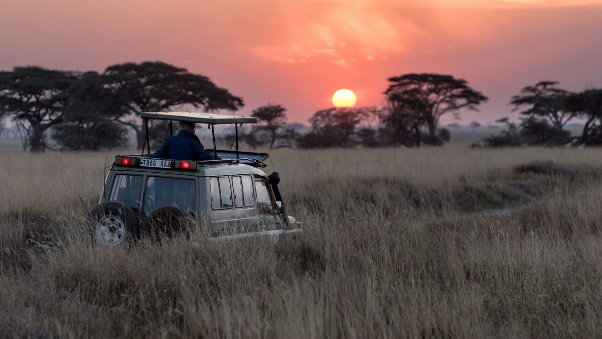 5 Reasons You Should Go To A Safari