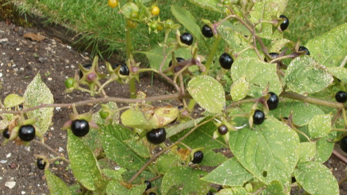 5 Poisonous Plants To Watch Out For