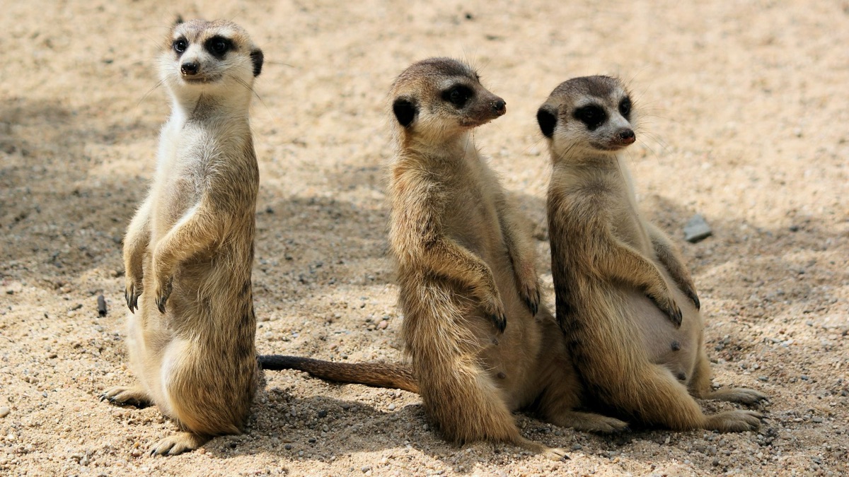 5 Animals That Can Survive In The Desert