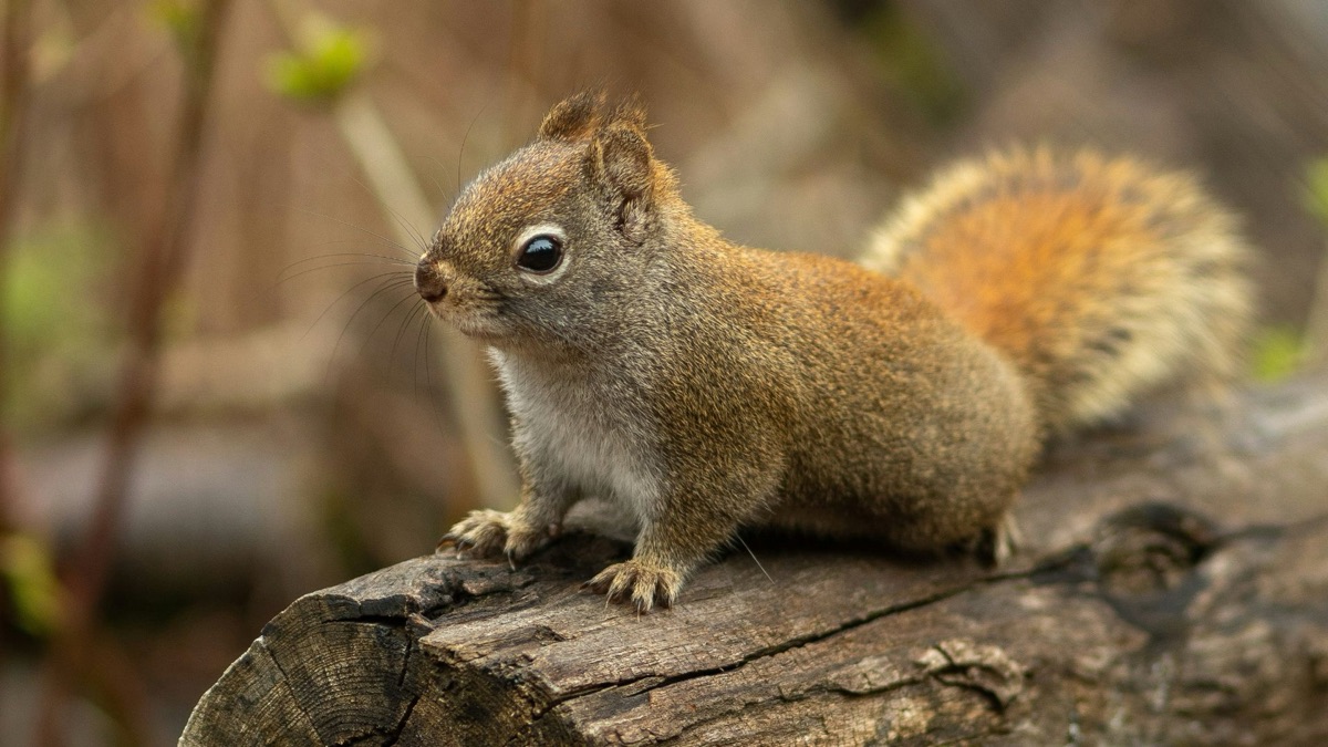 5 Animals You'll See More Often With Spring Around The Corner