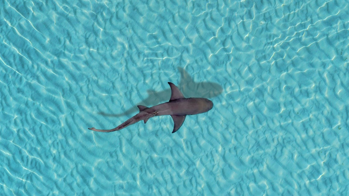 5 Reasons You Should Stop Fearing Sharks