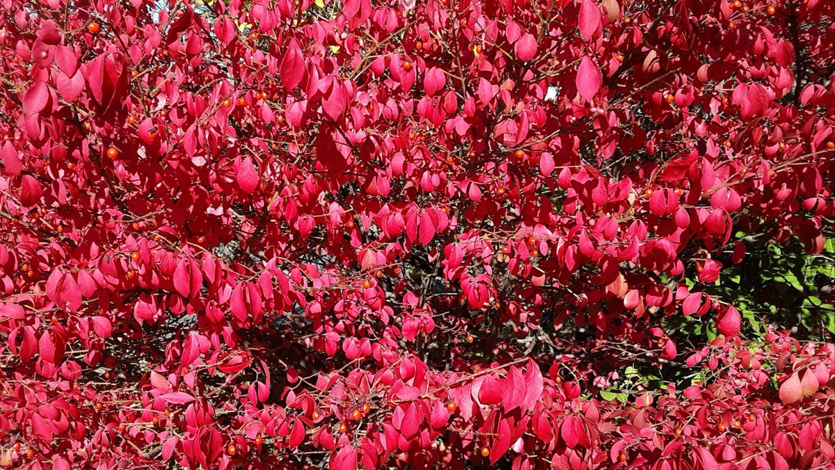 The 5 Most Beautiful Leaves To Add To Your Autumn Collection