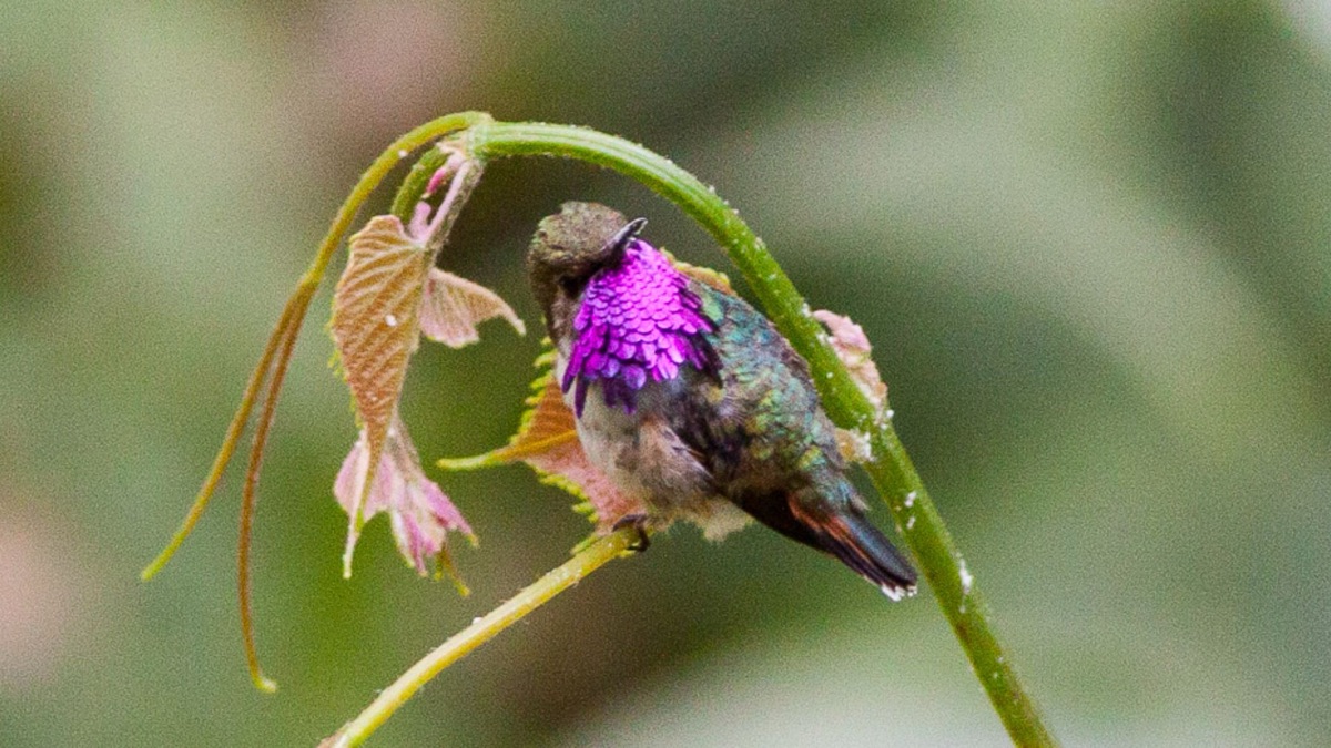 The 5 Smallest Birds You Could Ever Hope To See