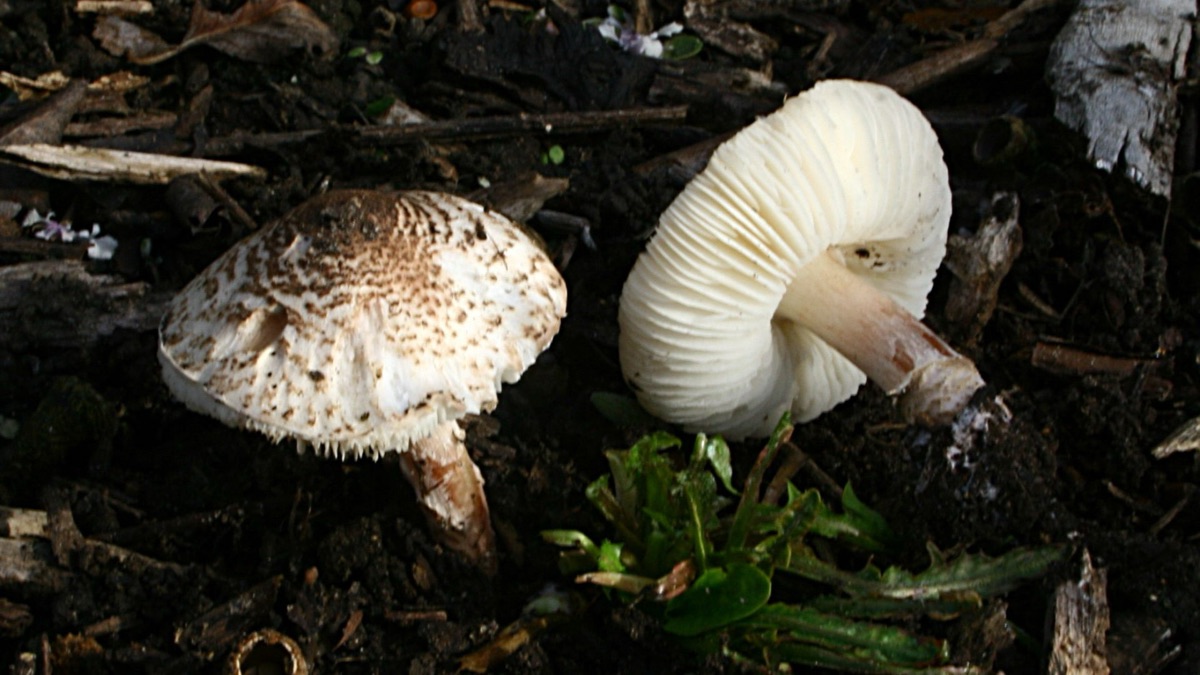 The 5 Most Poisonous Mushrooms In The World
