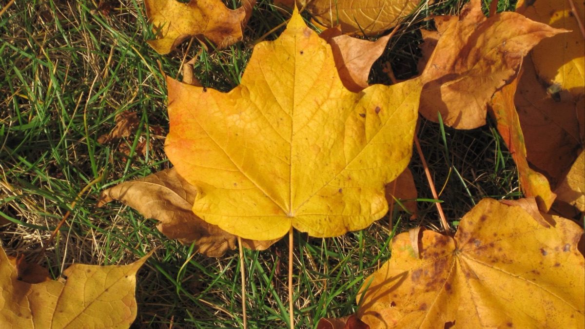 The 5 Most Beautiful Leaves To Add To Your Autumn Collection