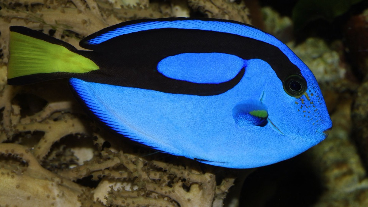 The 5 Most Colorful Oceanic Creatures
