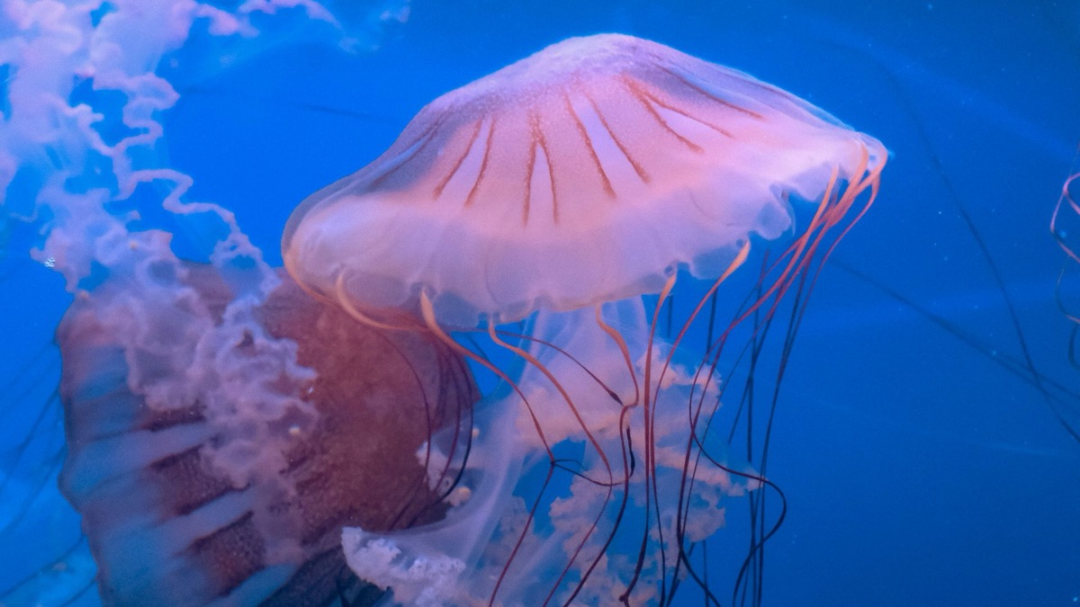 5 Skills You'd Need To Become A Marine Biologist