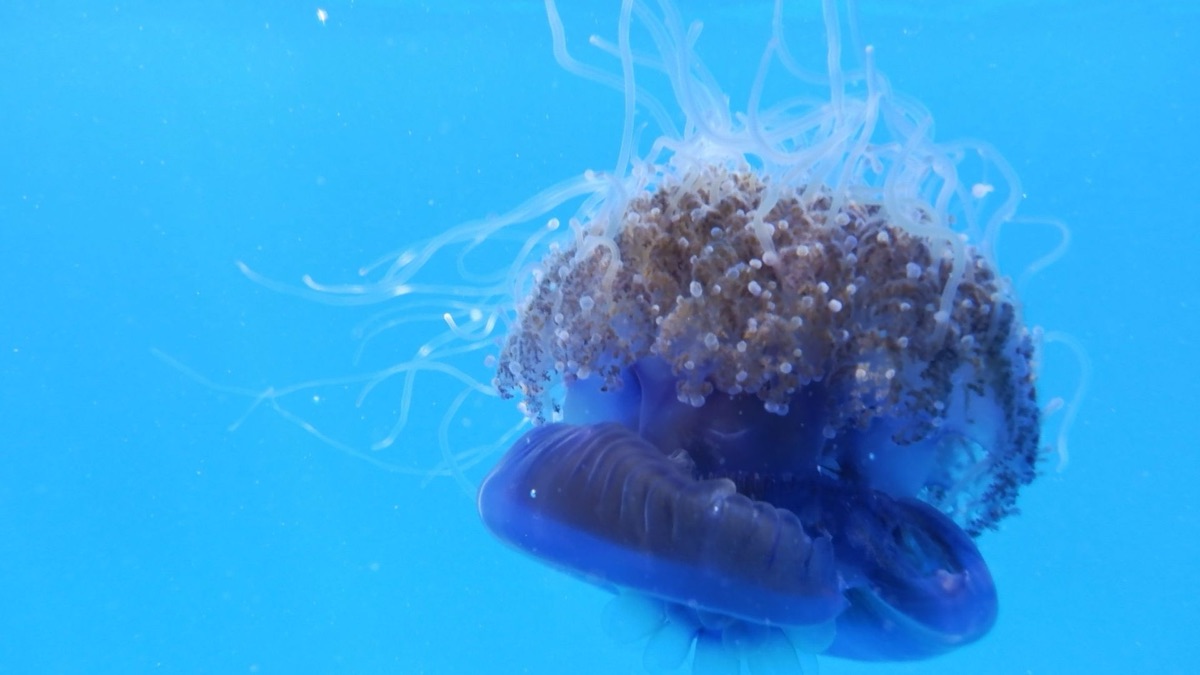 5 Different Species Of Jellyfish That Captivate Divers