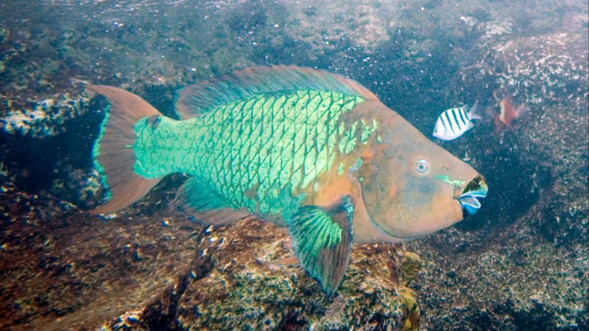 The 5 Most Colorful Oceanic Creatures