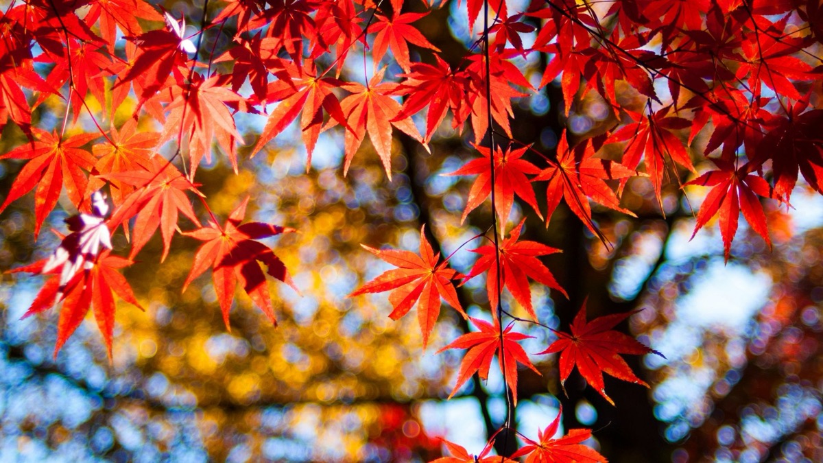 5 Beautiful Trees You Might See In Your Local Park