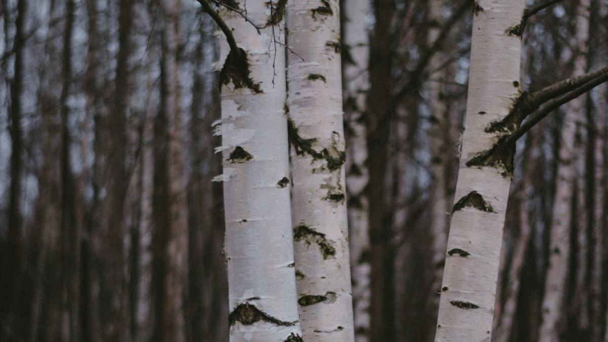 5 Beautiful Trees You Might See In Your Local Park