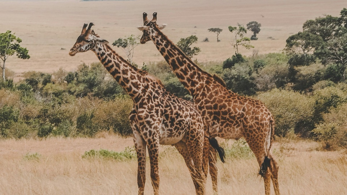 5 Reasons You Should Go To A Safari