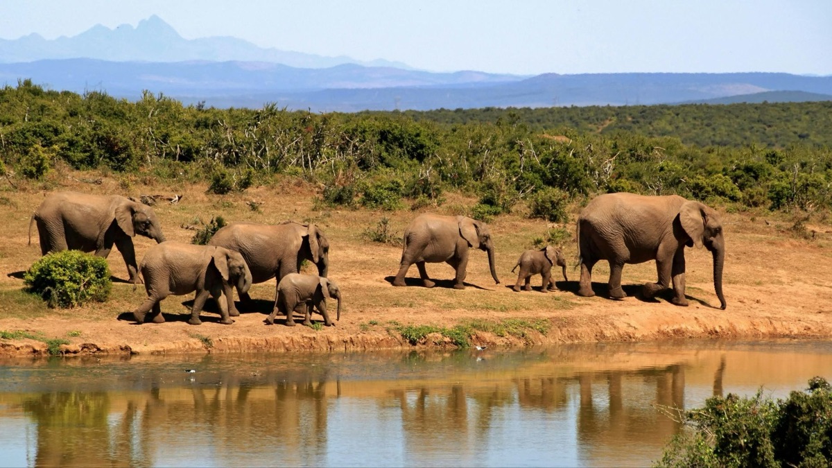 5 Reasons You Should Go To A Safari