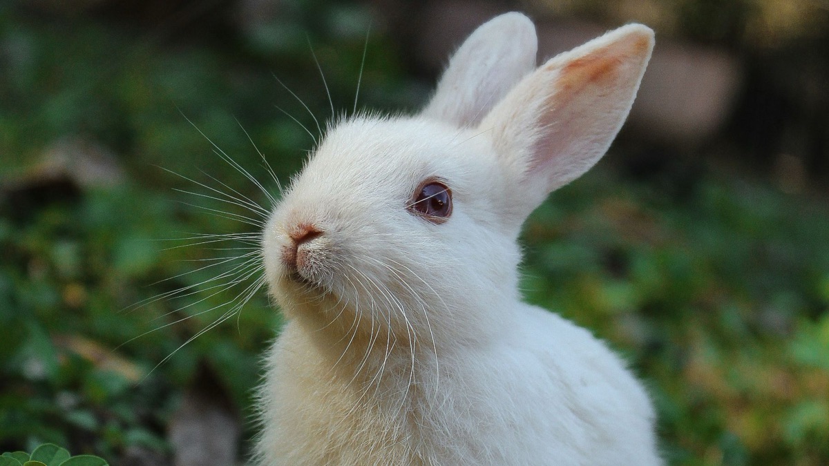 5 Animals You'll See More Often With Spring Around The Corner