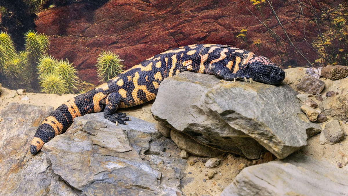 5 Animals That Can Survive In The Desert