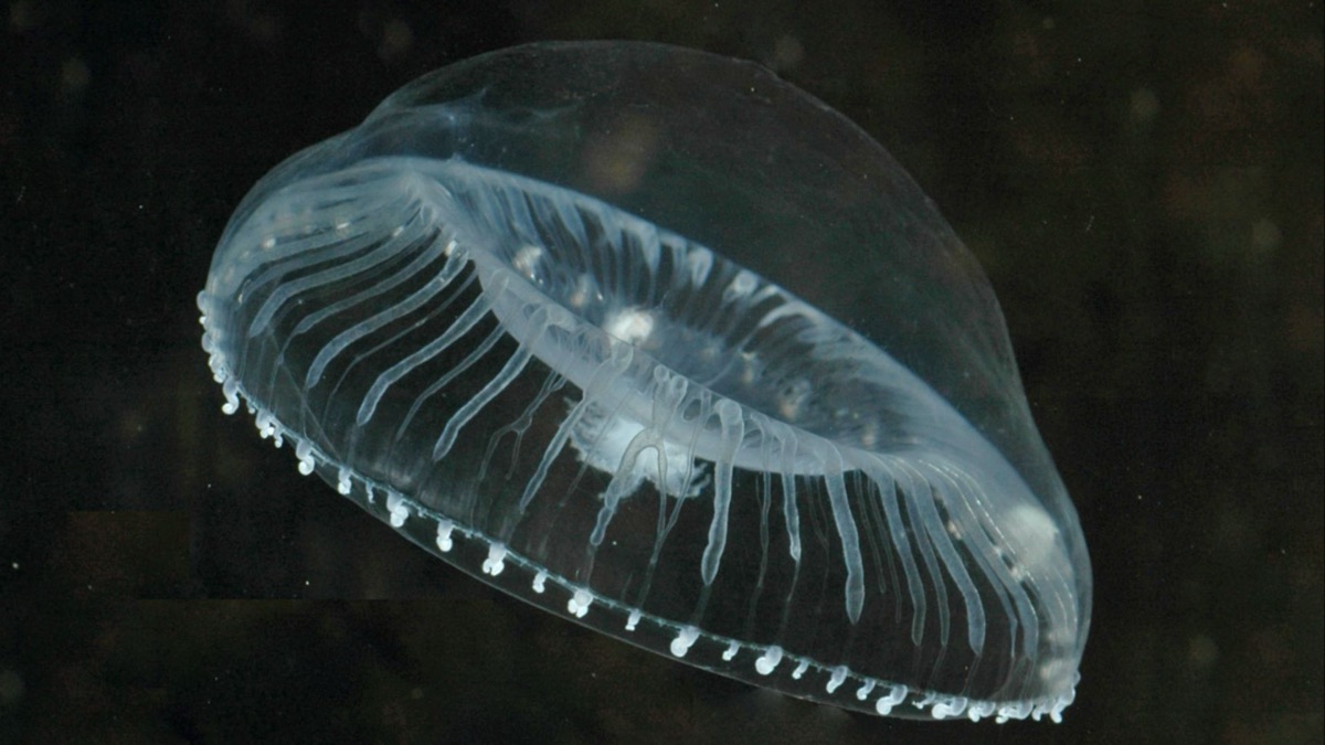 5 Different Species Of Jellyfish That Captivate Divers