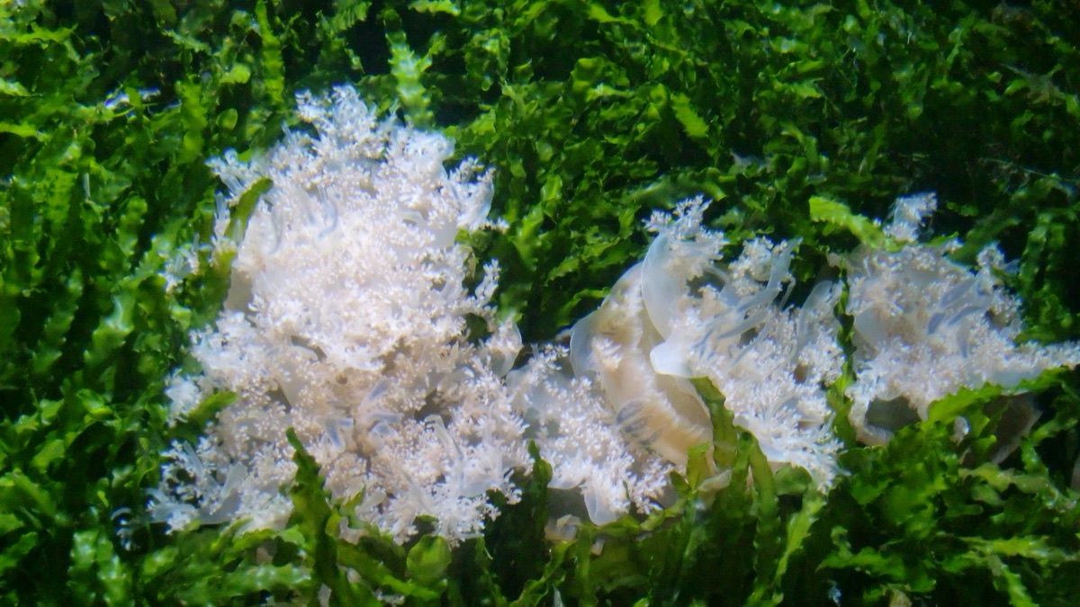 5 Different Species Of Jellyfish That Captivate Divers