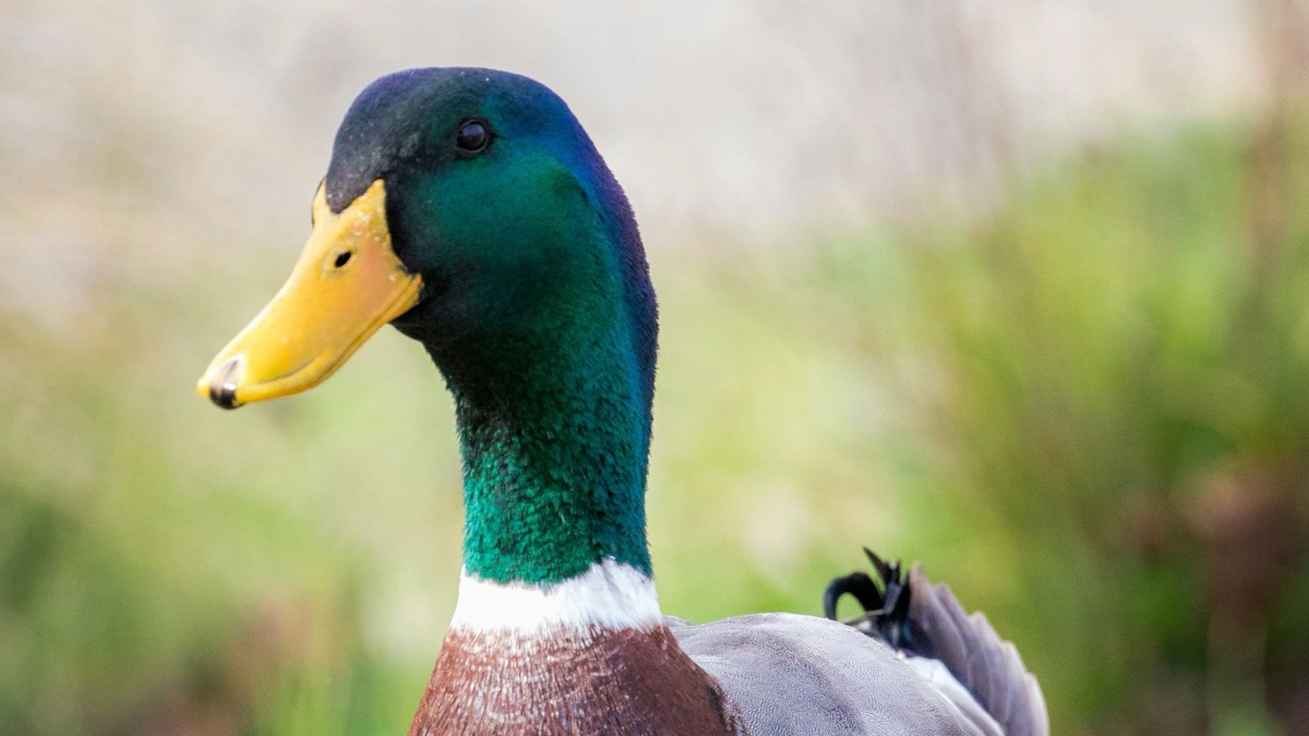5 Animals You'll See More Often With Spring Around The Corner