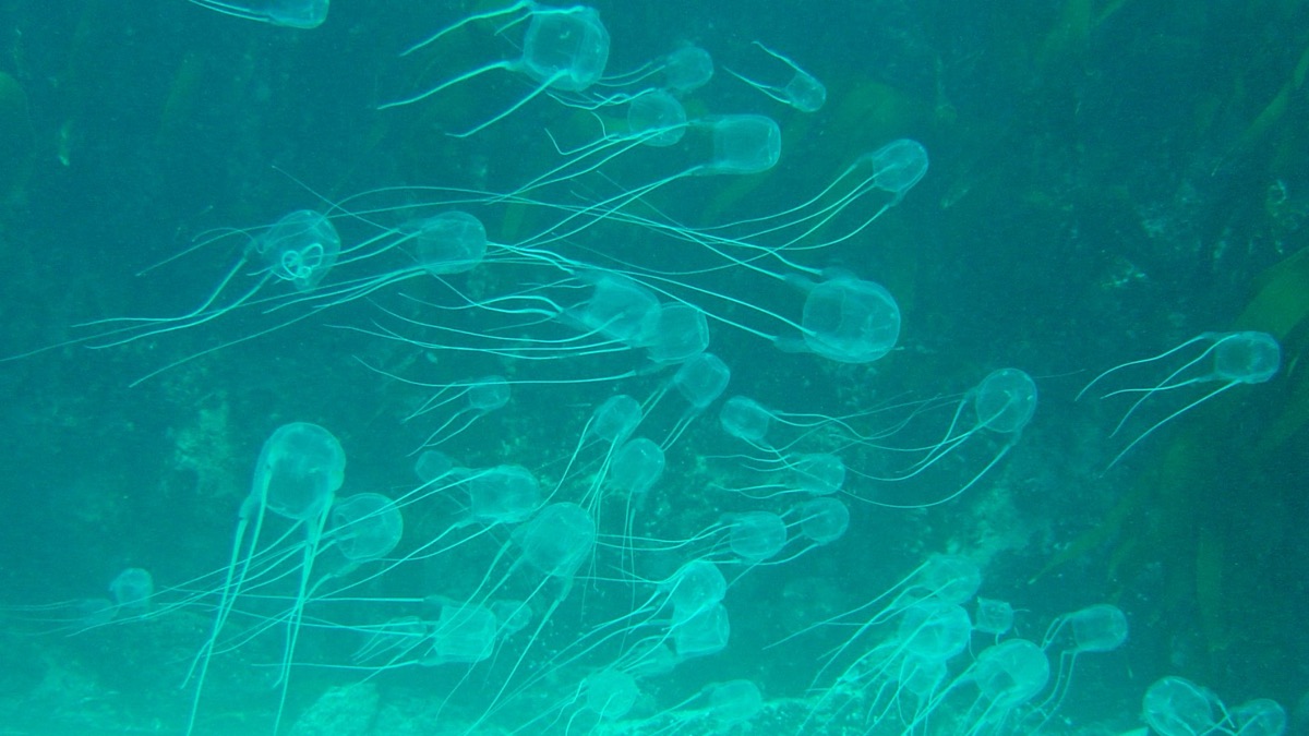 5 Different Species Of Jellyfish That Captivate Divers